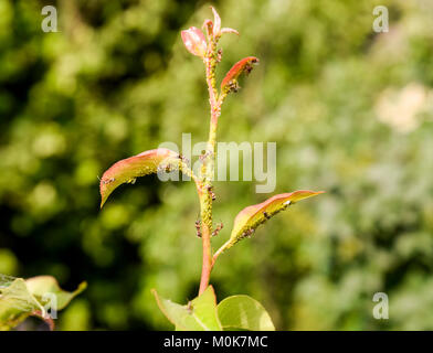 Ameisen Weiden eine Kolonie Blattläuse auf junge Birne schießt. Schädlinge der Pflanzen Blattläuse. Stockfoto