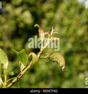 Ameisen Weiden eine Kolonie Blattläuse auf junge Birne schießt. Schädlinge der Pflanzen Blattläuse. Stockfoto