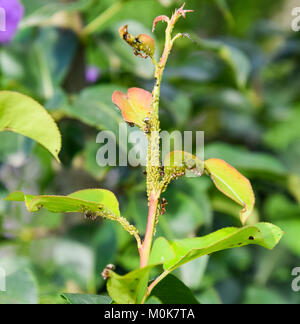 Ameisen Weiden eine Kolonie Blattläuse auf junge Birne schießt. Schädlinge der Pflanzen Blattläuse. Stockfoto