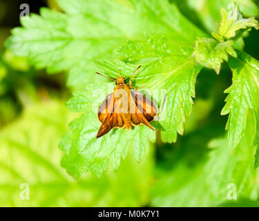 Schmetterling rot gefärbt, saß auf einem grünen Blatt. Stockfoto