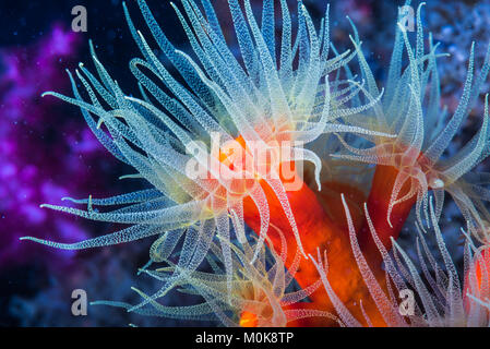 Dendrophullia sp. Verbreitung der Tentakeln. Stockfoto