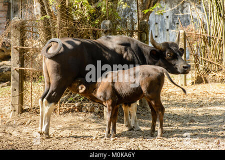 Foto von schwarze Kuh und Stier Stockfoto
