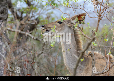 Nahaufnahme, Porträt eines weiblichen Kudu (Tragelaphus strepsiceros) im Krüger National Park, Südafrika Stockfoto