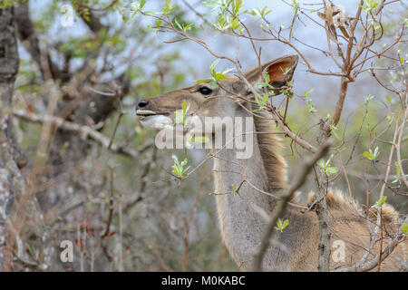 Nahaufnahme, Porträt eines weiblichen Kudu (Tragelaphus strepsiceros) im Krüger National Park, Südafrika Stockfoto