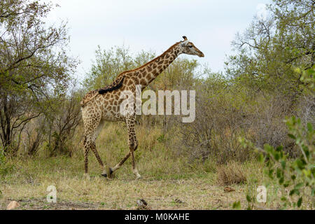 South African Giraffe oder Cape Giraffe (Giraffa Camelopardalis giraffa) wandern in den Krüger National Park, Südafrika Stockfoto