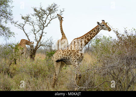 Südafrikanischen Giraffen oder Cape Giraffen (Giraffa Camelopardalis giraffa) essen Blätter von Bäumen in den Krüger National Park, Südafrika Stockfoto