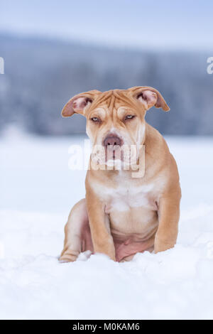 Die Pit Bulldog Welpen sitzen im Schnee Stockfoto