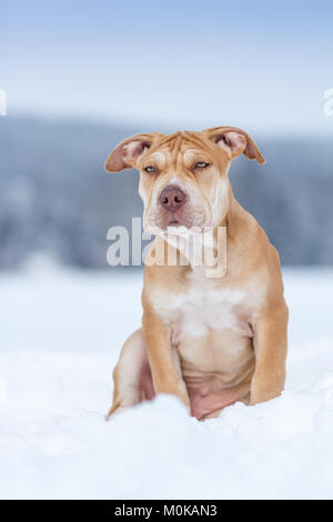 Die Pit Bulldog Welpen sitzen im Schnee Stockfoto