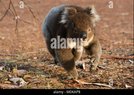 Koala (Phascolarctos cinereus) zu Fuß auf dem Boden; Australien Stockfoto