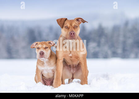 Die Grube Bulldoggen im Schnee Stockfoto