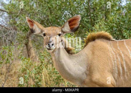 Nahaufnahme, Porträt eines weiblichen Kudu Antilope (Tragelaphus strepsiceros) im Krüger National Park, Südafrika Stockfoto