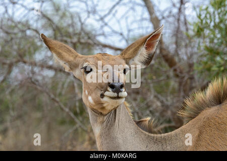 Nahaufnahme, Porträt eines weiblichen Kudu Antilope (Tragelaphus strepsiceros) im Krüger National Park, Südafrika Stockfoto