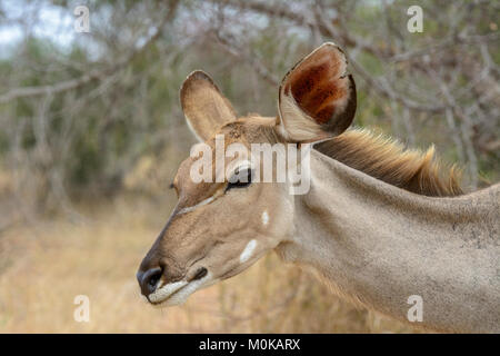 Nahaufnahme, Porträt eines weiblichen Kudu Antilope (Tragelaphus strepsiceros) im Krüger National Park, Südafrika Stockfoto