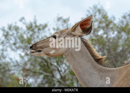 Nahaufnahme, Porträt eines weiblichen Kudu Antilope (Tragelaphus strepsiceros) im Krüger National Park, Südafrika Stockfoto