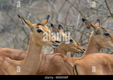Impalas (Aepyceros melampus) im Krüger National Park, Südafrika Stockfoto