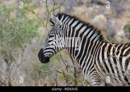 Nahaufnahme, Porträt einer Burchells Zebra (Equus quagga burchellii) im Krüger National Park, Südafrika Stockfoto