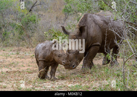 Weißes Nashorn Mutter und Baby (Rhinocerotidae)) im Schlamm nach einem Schlammbad im Krüger Nationalpark, Südafrika Stockfoto