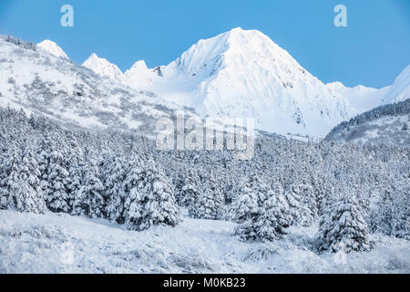 Schwarze Fichten, die mit frischem Schnee bedeckt sind, überdecken den Vordergrund mit schneebedeckten, zerklüfteten Berggipfeln im Hintergrund, Turnagain Pass, South... Stockfoto