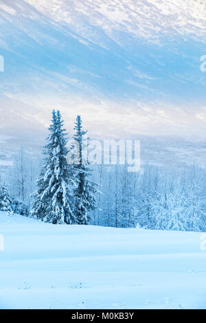 Fichten, die mit Neuschnee bedeckt sind, stehen vor einem Birkenwald, der von weißem Schnee bedeckt ist, die Berghänge des Turnagain Pass... Stockfoto