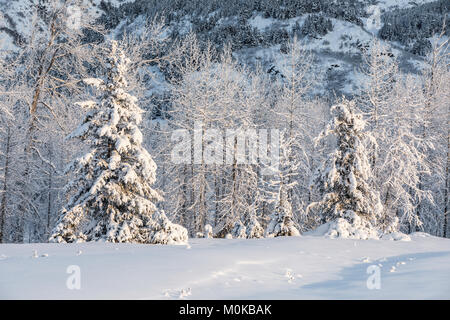 Fichten, die mit Neuschnee bedeckt sind, vor einem Birkenwald, der mit weißem Schnee bedeckt ist, der von der untergehenden Sonne erwärmt wird, Turnagain Pass, Kenai Peninsu... Stockfoto