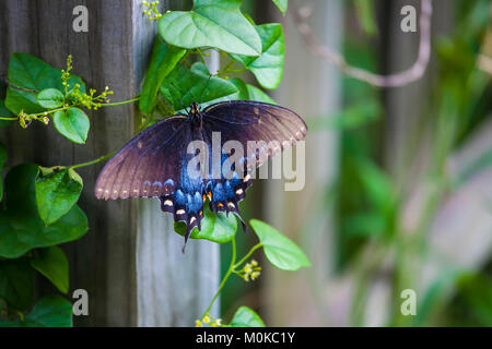 Blauer Schmetterling ruht auf einem Weinstock entlang einem zaunpfosten wachsen; Waco, Texas, Vereinigte Staaten von Amerika Stockfoto