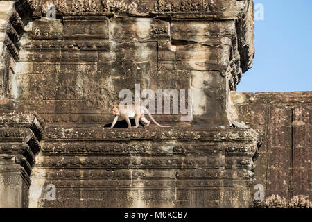 Affe auf den Ruinen, Angkor Wat, Siem Reap, Kambodscha Stockfoto
