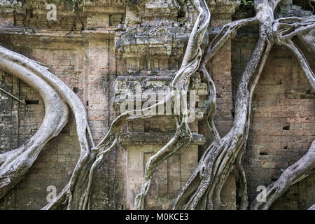 Prasat Chrey (Struktur N18) durch die Wurzeln der einen Feigenbaum in Prasat Sambor, der Nord Gruppe, Sambor Prei Kuk, Kompong Thom, Kambodscha Stockfoto