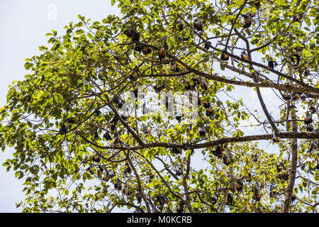 Flughunde in einem Baum, Siem Reap, Kambodscha Stockfoto