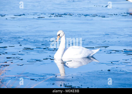 Ein einsamer Schwan auf dem eisigen See: wasservögel können Kampf als kalte Temperaturen im Winter das Wasser gefror verursachen, Sheffield UK 2015 Stockfoto