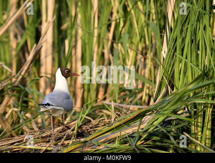 Die Lachmöwe (Larus ridibundus) Grün Natur Hintergrund Stockfoto