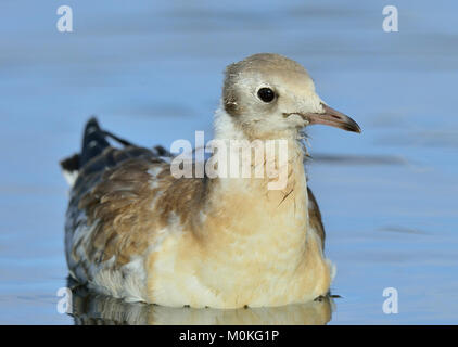 Close up Portrait von juvenilen Lachmöwe (Larus ridibundus) (Chroicocephalus ridibundus) auf blaues Wasser Stockfoto