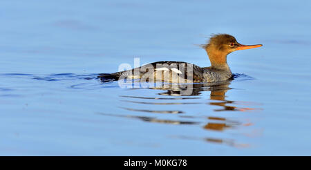 Red-breasted Merganser Weiblich, Mergus Serrator, Schwimmen. Sonnenlicht Stockfoto