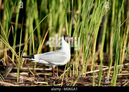 Die Lachmöwe (Larus ridibundus) Grün Natur Hintergrund Stockfoto