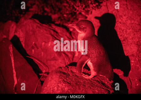 Nächtliche Bild von "Kleine Pinguine" oder "Fairy Penguins', wie sie aus dem Meer und Reisen in ihre Nester auf einem felsigen Ufer für die Nacht entstehen. Stockfoto