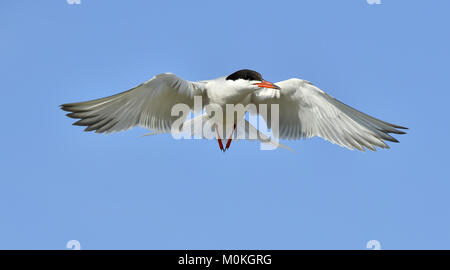 Closeup Portrait von Flussseeschwalbe (Sterna hirundo). Nach Flussseeschwalbe im Flug auf dem Hintergrund des blauen Himmels. Blauer Himmel Stockfoto