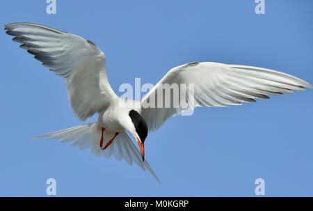 Closeup Portrait von Flussseeschwalbe (Sterna hirundo). Nach Flussseeschwalbe im Flug auf dem Hintergrund des blauen Himmels. Blauer Himmel Stockfoto