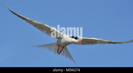 Closeup Portrait von Flussseeschwalbe (Sterna hirundo). Nach Flussseeschwalbe im Flug auf dem Hintergrund des blauen Himmels. Blauer Himmel Stockfoto