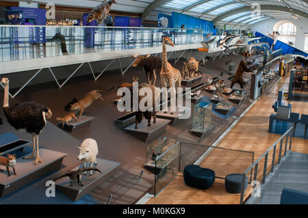 Ausgestopfte Tiere in der Gallery der Evolution im Königlichen Belgischen Institut der Naturwissenschaften in Brüssel, Belgien. Stockfoto