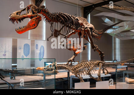 Ausgestopfte Tiere in der Gallery der Evolution im Königlichen Belgischen Institut der Naturwissenschaften in Brüssel, Belgien. Stockfoto