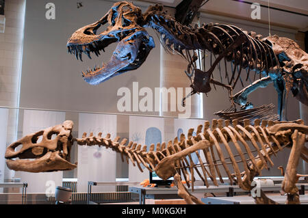 Ausgestopfte Tiere in der Gallery der Evolution im Königlichen Belgischen Institut der Naturwissenschaften in Brüssel, Belgien. Stockfoto