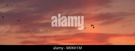 Ein Schwarm Gänse fliegen bei Sonnenuntergang gegen einen schönen Hintergrund von rosa und lila Wolken mit der Sonne oben schießt mit Kopie Raum Stockfoto