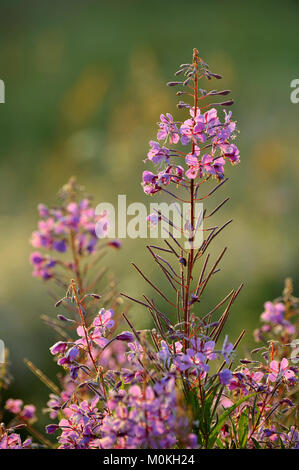 Chamerion angustifolium, allgemein bekannt als fireweed. Zusammenfassung Hintergrund von Grass beleuchtet durch die Sonne gegen einen Herbst wiese Hintergrund. Pflanzen in Tiefen f Stockfoto