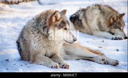 Graue Wölfe auf der Suche nach Rechts Stockfoto