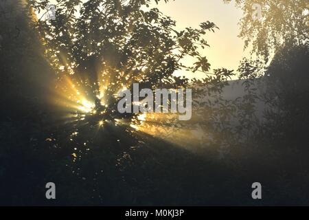 Die Strahlen der Sonne, die durch das Laub des Baumes Stockfoto