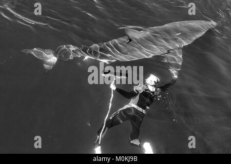 Mann und Großen Weißen Hai. Die schwimmerin mit einem mopp in der Nähe eines großen weißen Hai. Stockfoto