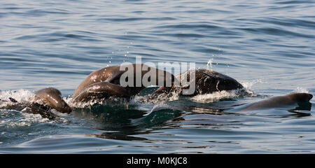 Dichtungen schwimmen und springen aus dem Wasser. Kap Fell Dichtung (Arctocephalus pusilus). Kalk Bay, der False Bay, Südafrika Stockfoto