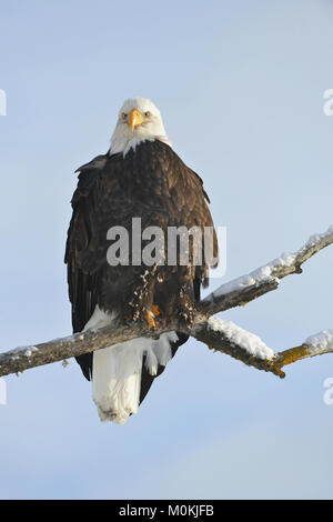 Ein Weißkopfseeadler (Haliaeetus leucocephalus) ist auf einem toten Baum Extremität mit Blick auf den Chilkat River beobachten für Lachs in der chilkat Bald Eagle Pre gehockt Stockfoto