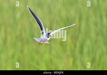 Kleine Möwe (Larus Minutus) im Flug auf dem grünen Gras Hintergrund. Vorne Stockfoto