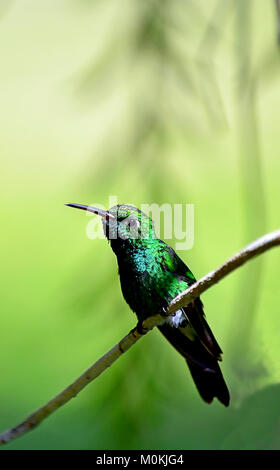 Kubanische Emerald Hummingbird (Chlorostilbon Ricordii), Ciénaga de Zapata, Kuba Stockfoto