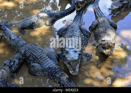 Gruppe von kubanischen Krokodile (crocodylus rhombifer). Bild in einem Naturpark in der Insel von Kuba genommen Stockfoto